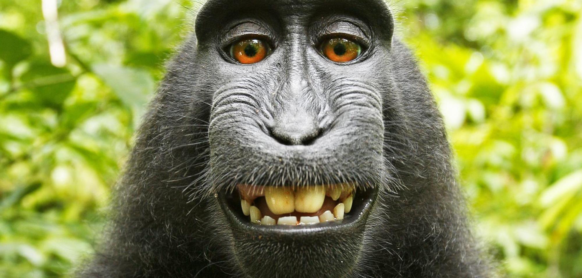 Selfie