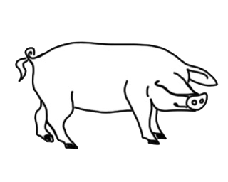 Bild: Schwein